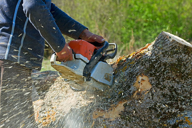 How Our Tree Care Process Works  in Macungie, PA